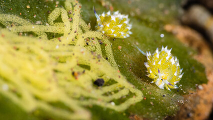 Close-up of Tiny White and Yellow Flowers on Green Surface