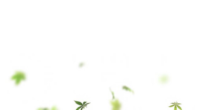 Cannabis Explosion. Animation of green marijuana leaves exploding like confetti against a white background.