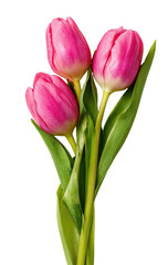 Fototapeta premium Three vibrant pink tulips, close-up, on a dark background