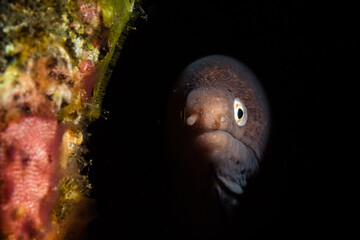 Underwater Encounter with a Fish