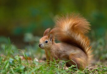 squirrel in the park