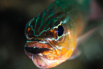 Close-up of a Vibrant Fish