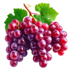 Fototapeta premium Lush cluster of ripe, purple grapes with green leaves and stem against a dark background