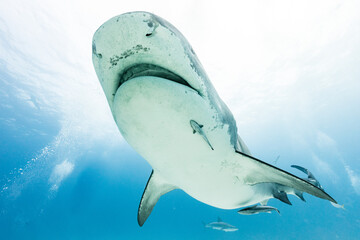 Underwater Encounter with a Whale Shark