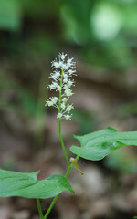 Maianthemum bifolium blooms in the forest in spring