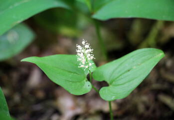 Maianthemum bifolium blooms in the forest in spring