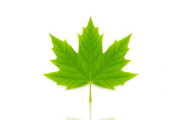 A Beauty And Elegance of A Fresh Green Maple Leaf. A Symbol of Canada And Nature's Splendor, This Leaf Showcases Intricate Details And Vibrant Colors, Making it Perfect for Nature Enthusiasts ...
