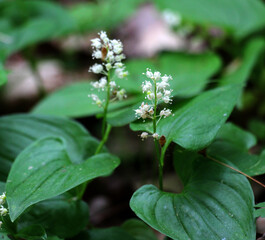 Maianthemum bifolium blooms in the forest in spring