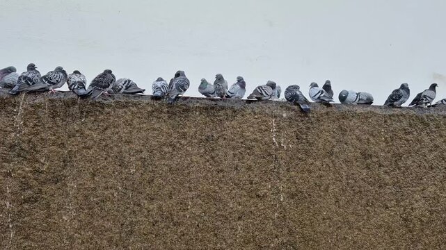Feral pigeon