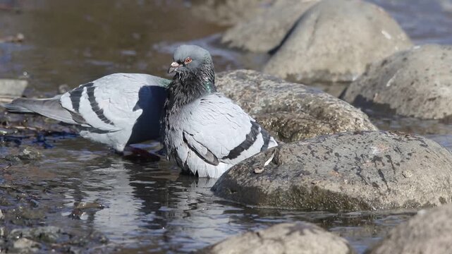 Feral pigeon