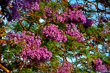 kwitnąca jakaranda, fioletowe kwiaty drzewa jakaranda, jakaranda mimozolistna, Jacaranda mimosifolia, branch of jacaranda purple flowers tree, blossoming Jacaranda, flowers of a jacaranda tree	