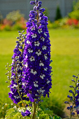 Ostróżka wyniosła odmiana Dark Blue White Bee, fioletowe kwiaty ostróżki, na zielonym tle Violet flower of Delphinium variety Dark Blue White Bee, delphinium blue white(Delphinium elatum),	