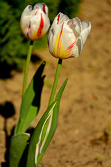 biało-czerwone tulipany w ogrodzie wiosną, piękne tulipany, red and white tulips in the garden in spring	