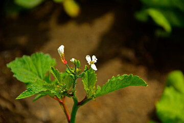 kwitnąca rzodkiewka w ogrodzie na grządce warzywnej, białe kwiaty rzodkiewki, Raphanus sativus var. sativus, flowering radish in the garden	