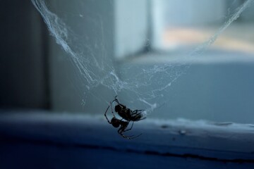 The spider wraps a fly in silk, prepares a delicate cocoon and then eats it. Trap and deception of...