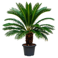 A vibrant green plant, resembling a palm, is potted in a black container, isolated on black