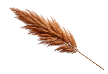 Single Pampas Grass Plume isolated on a transparent background