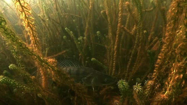 A pike perch &ndash; Sander lucioperca &ndash; moves slowly, hidden among aquatic plants, silently stalking prey with stealth and precision. Check my portfolio for more pike perch footage.