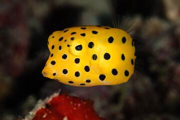 Yellow Spotted Fish in the Ocean