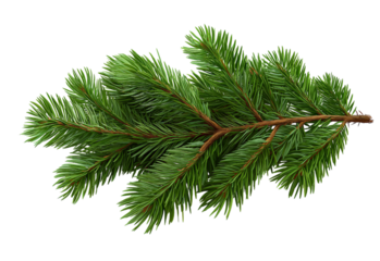 Green Fir Tree Branch isolated on a transparent background 1