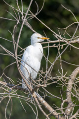 cattle egret