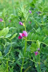 Vetch sowing (Vicia sativa) grows in the field