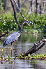 Goliath heron