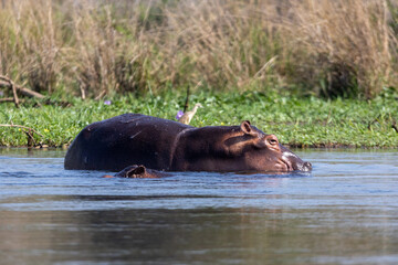 hippopotamus in the river