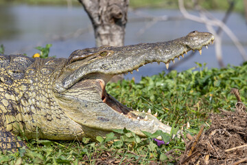 Crocodile sunbathing on the vegetation