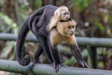 Obraz premium mother monkey with baby