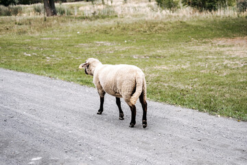 Tag-eared sheep alone on a gravel road with no other animals in sight. Lost sheep, animal tracking, rural monitoring, farm management