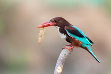 White-throated Kingfisher standing on a branch with prey in its mouth