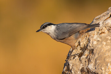 Krüper's Nuthatch standing on stone
