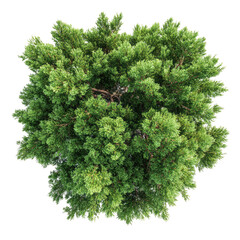 Obraz premium Overhead view of a dense evergreen tree crown