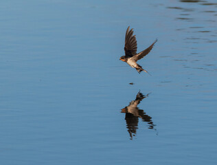 Obraz premium A barn swallow bird flies over the water and catches insects on the surface