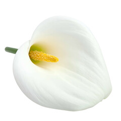 Isolated close-up of a pristine white flower, featuring a yellow stamen and green stem