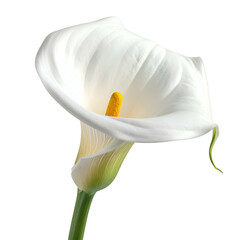A pristine white calla lily, isolated against a black background, showcasing its elegant form