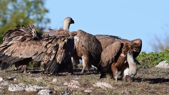 Griffon vulture or Eurasian griffon Gyps fulvus. The birds feeds in the wild. Slow motion. Close up. Carrion birds.