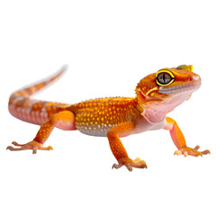 A vibrant, orange and yellow gecko with detailed skin texture, isolated on black