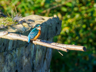 Zimorodek na gałęzi