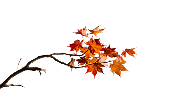 autumn leaves isolated on transparent background - Powered by Adobe