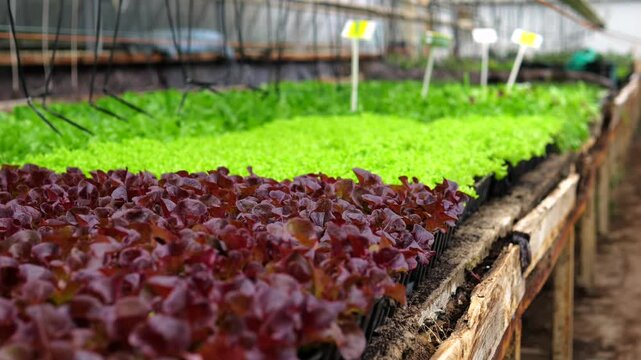 Rows of vibrant red and green lettuce seedlings growing in trays inside a large commercial greenhouse, illustrating modern agriculture, organic farming, and the cultivation of fresh produce