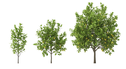 Three green trees with yellow fruit on transparent background