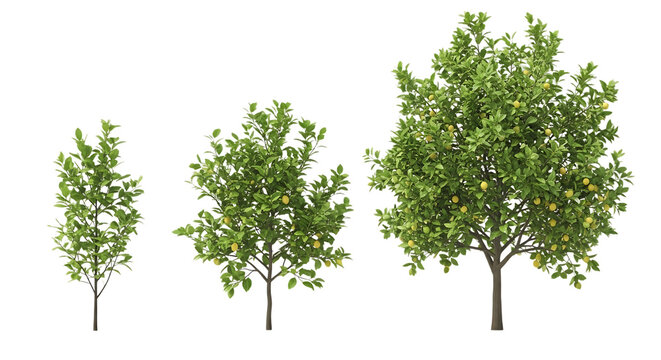 Three green trees with yellow fruit on transparent background - Powered by Adobe