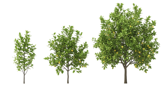 Three green trees with yellow fruit on transparent background