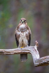 Common buzzard, Buteo Buteo, bird of prey perched