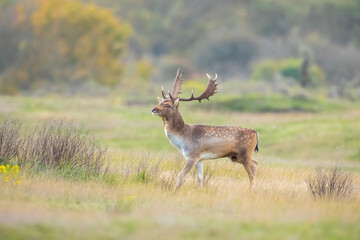 Fallow deer stag, Dama Dama, with big antlers during rutting in Autumn season