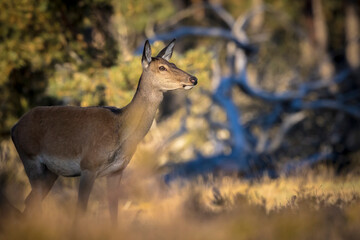 Female Red Deer doe or hind, Cervus elaphus