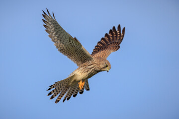 Kestrel, falco tinnunculus, bird of prey hunting