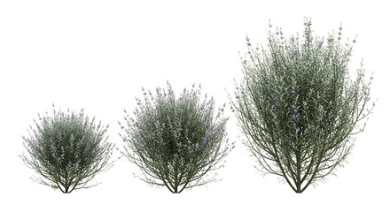 Fototapeta premium Three Lavender Bushes in Varying Sizes transparent